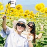 Vườn hoa hướng dương điểm checkin mới dịp hè tại Đà Nẵng